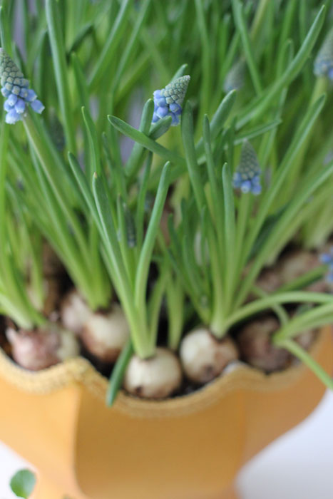 PLANT: Om du ikke rakk å sette ut blomsterløker i høst kan du plante dem inne nå og få en forsmak på våren. FOTO: Stina Andersen / Fru Andersen