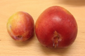 FIN FRUKT: Denne frukten er fra et tre som har fått en kraftigere beskjæring. FOTO: Elisabeth Heggland Urø