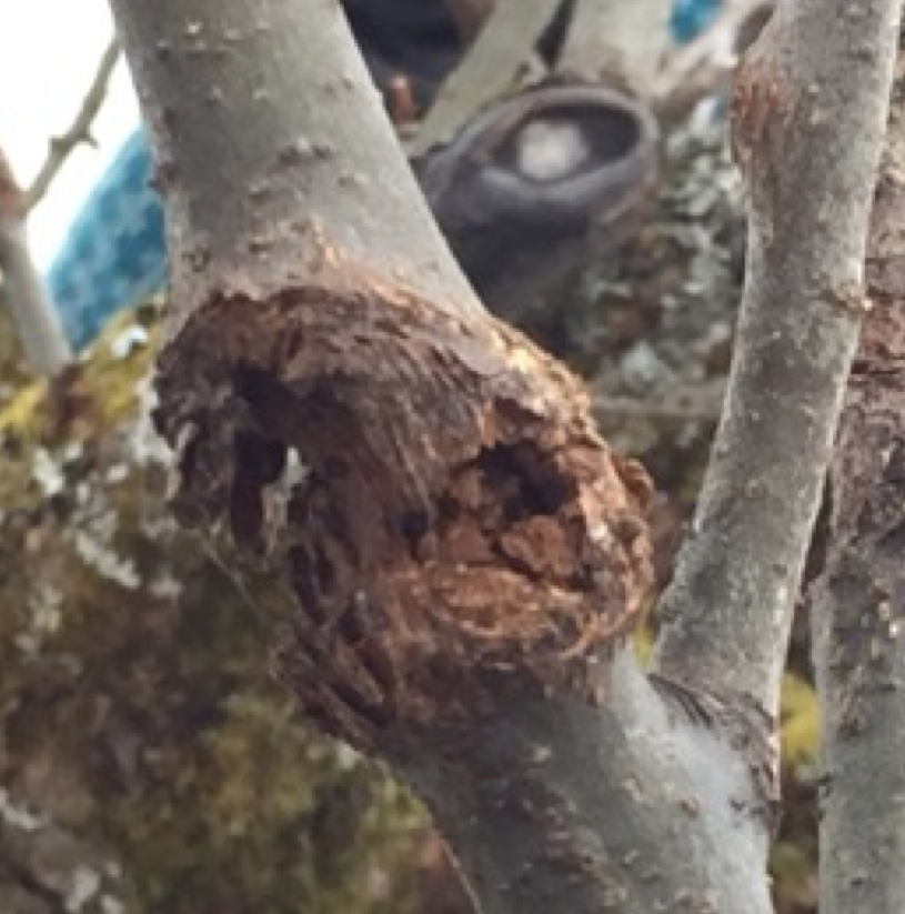 EKSTREMTILFELLE: Dette treet har kreft. FOTO: Elisabeth Heggland Urø