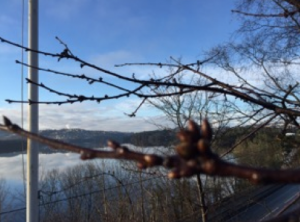 HER ER FORSKJELLEN: På dette morelltreet kan du lett se forskjellen på bladknopper og fruktknoppen. FOTO: Elisabeth Heggland Urø