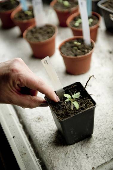 TOMAT: Det er nesten rart å tenke på at denne lille spiren om noen måneder er en fyldig tomatplante. FOTO: Jon Olav Nesvold, NTB scanpix