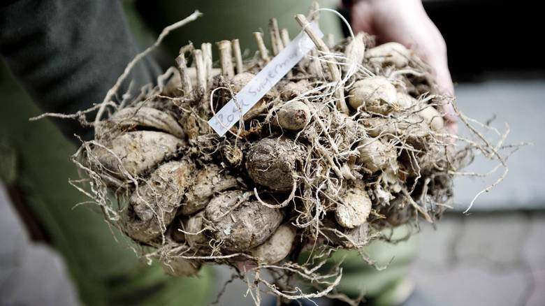 DAHLIA: Det er øott fpr tidlig å plante ut denne georgineknollen, som har overvintret innendørs. FOTO: Jon Olav Nesvold, NTB scanpix