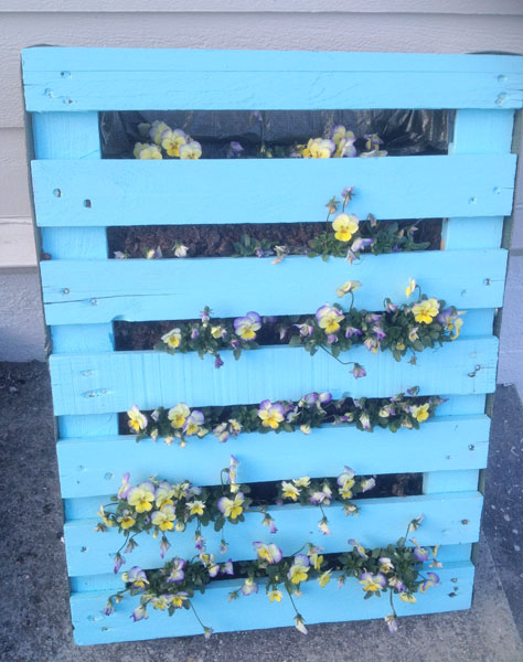 VAKKERT: Vi lagde slike blomsterbed av paller i fjor. Etter et strøk med maling, festet vi et plastdekke på baksiden og fylte dem med jord og blomster. Nesten uten noe pleie levde stemorsblomstene fra begynnelsen av juni og langt ut i oktober. FOTO: Linn Gjerstad