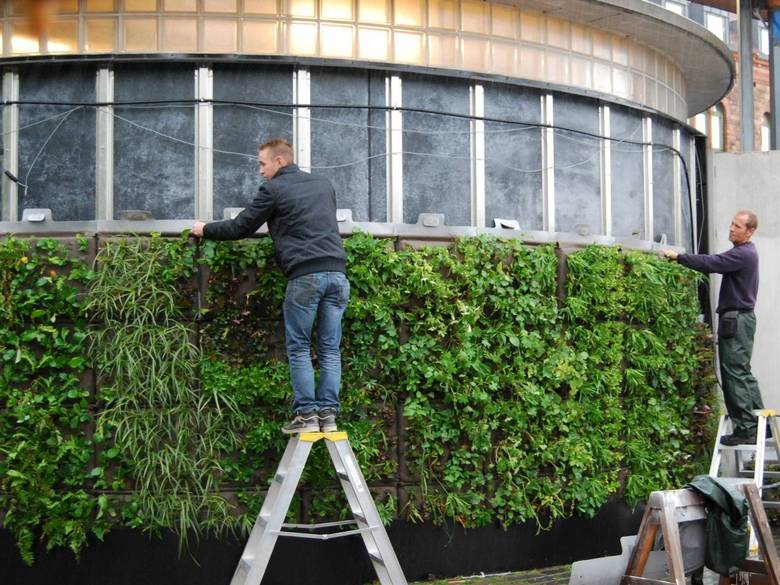 GRØNNE LINDER: helsingborg har bygget en av Sveriges første offentlige vertikale hager utendørs. Det er en av veggene som forskere ved Sveriges landbruksuniversitet studerer for å lære seg mer om grønne vegger i vårt nordiske klima. FOTO: MICHAEL HELLGREN