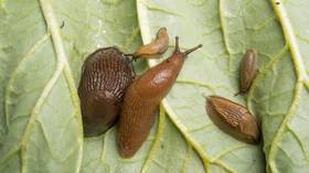 snegl5