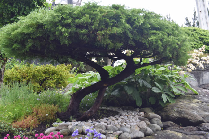 BONSAI: Ett lite "bonsai tre" har fått plass i hagen. Legg merke til de fine steinene rundt. FOTO: Elisabeth Heggland Urø