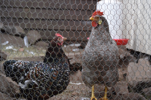 GJØDSEL: Tony har også et par høns. De gir verdifull gjødsel til plantene. FOTO: Elisabeth Heggland Urø