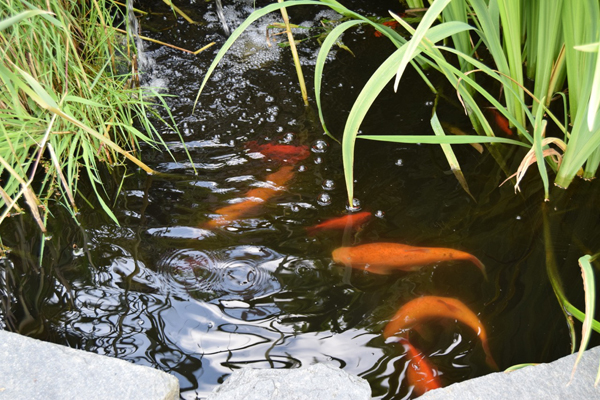 LEVENDE: En fiskedam med både iris og gullfisk. Den har en spennende form, med fin beplantning rundt. FOTO: Elisabeth Heggland Urø